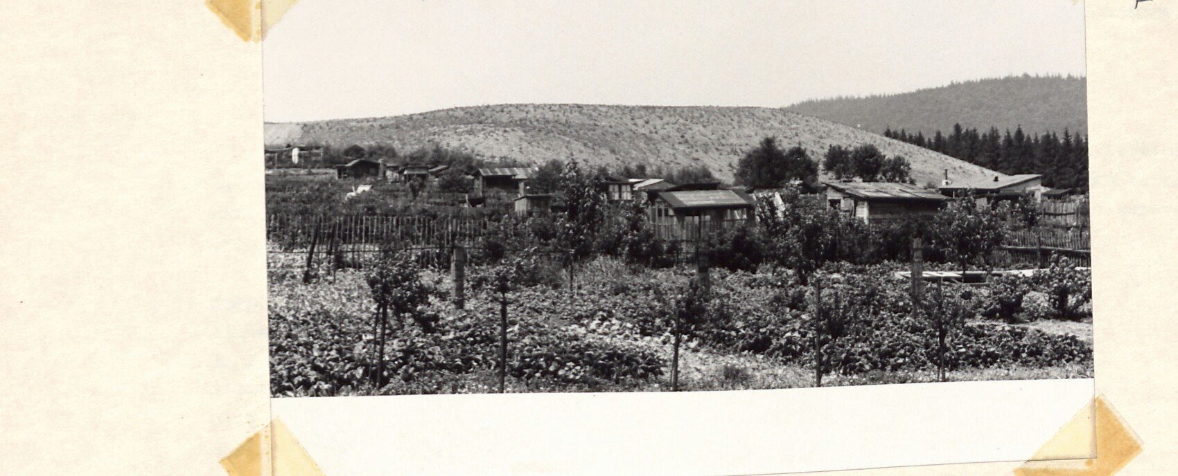 Černobílá fotografie: zahrádkářská kolonie (záhony se zeleninou, ovocné stromky, ploty) s dřevěnými chatkami/kůlnami, v pozadí zalesněný kopec (zřejmě zarostlá hornická halda). Ilustruje úpravu a ozelenění ploch narušených hornickou činností.