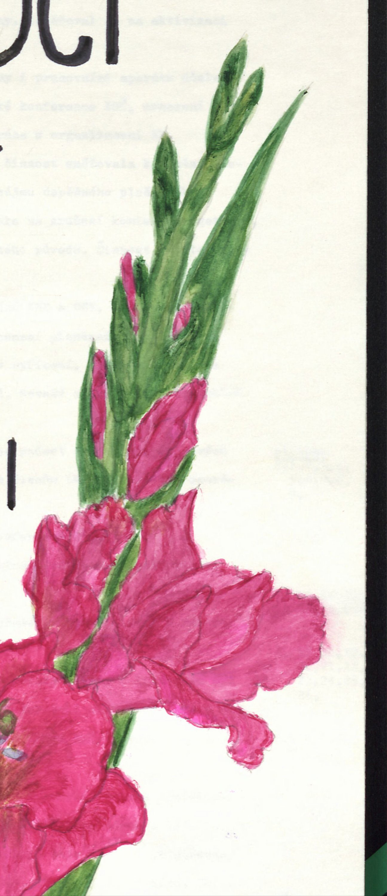 Ručně malovaný sytě růžový (purpurový) mečík / gladiola se zelenými listy a poupaty – výzdoba titulního listu k 70. výročí vyhlášení samostatnosti ČSR
